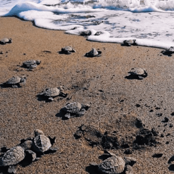 Sea Turtle Conservation in Nicaragua